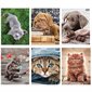 Couvertures de présentation animaux